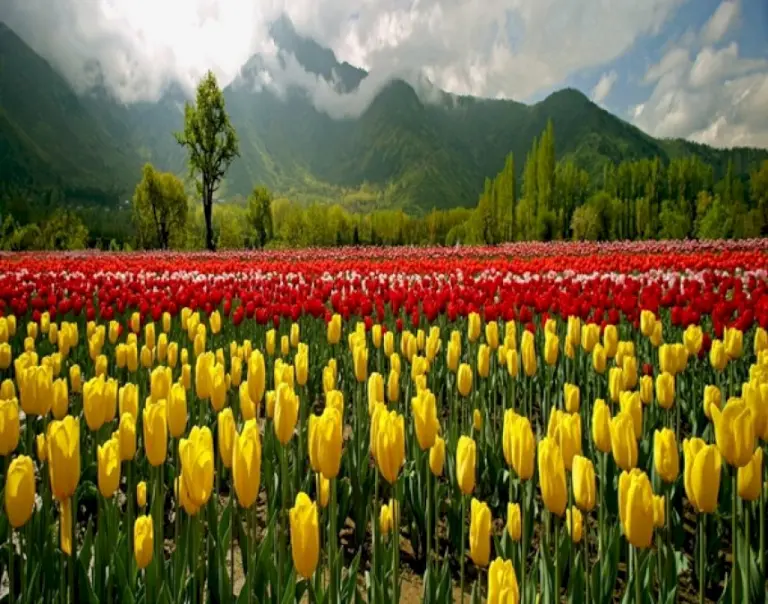 J&K:-Srinagar’s-Tulip-Garden-To-Be-Closed-From-Tomorrow